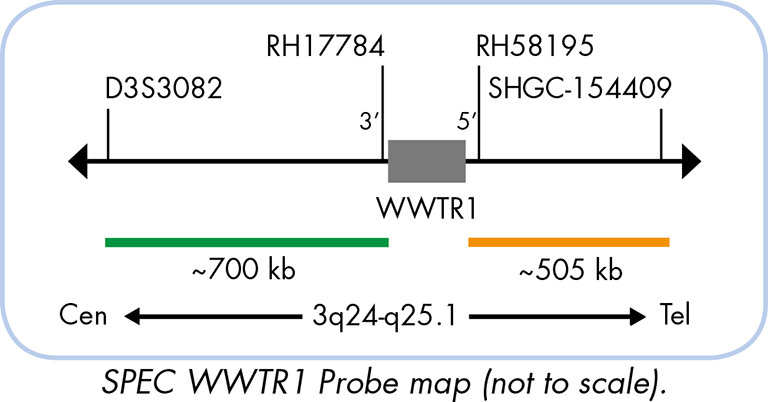 WWTR1 break apart